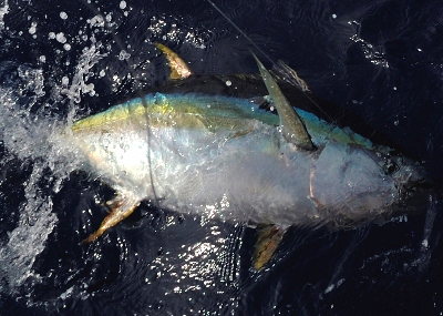 リール 電動リール 電動リール タナコン750 Yt