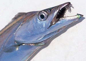 船/船釣り/船ロッド（ダイワ）/○METALLIA TACHIUO （メタリア タチウオ）