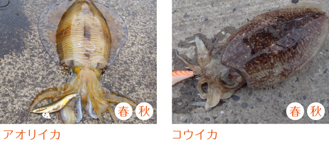 エギ/エギング/エギング用品/エギヤマシタ/エギーノもぐもぐサーチ